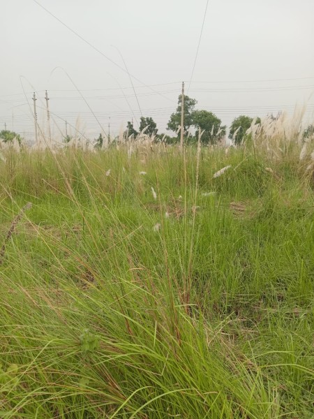 Land for sale Bashundhara, Block-P, Plot no-5200 serial Dhaka.